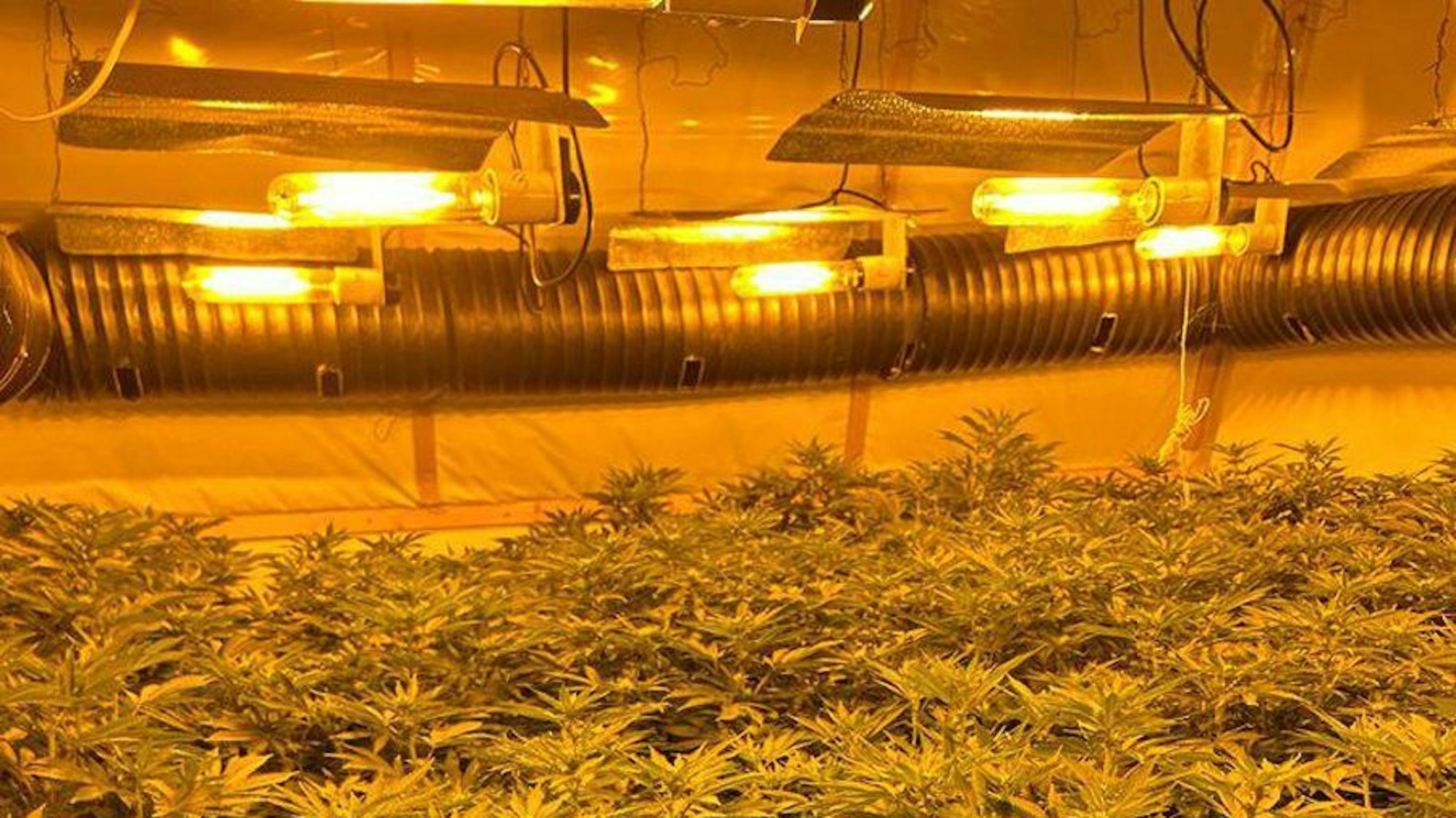 Dieses von der Polizeibehörde National Police Chiefs' Council via PA Media veröffentlichte Foto zeigt Cannabispflanzen, die im Rahmen der Operation Mille beschlagnahmt wurden.