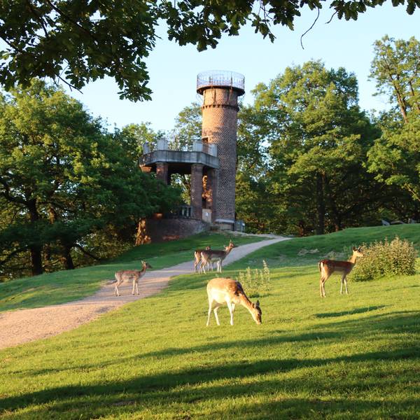 Rehe stehen auf einer Wiese.