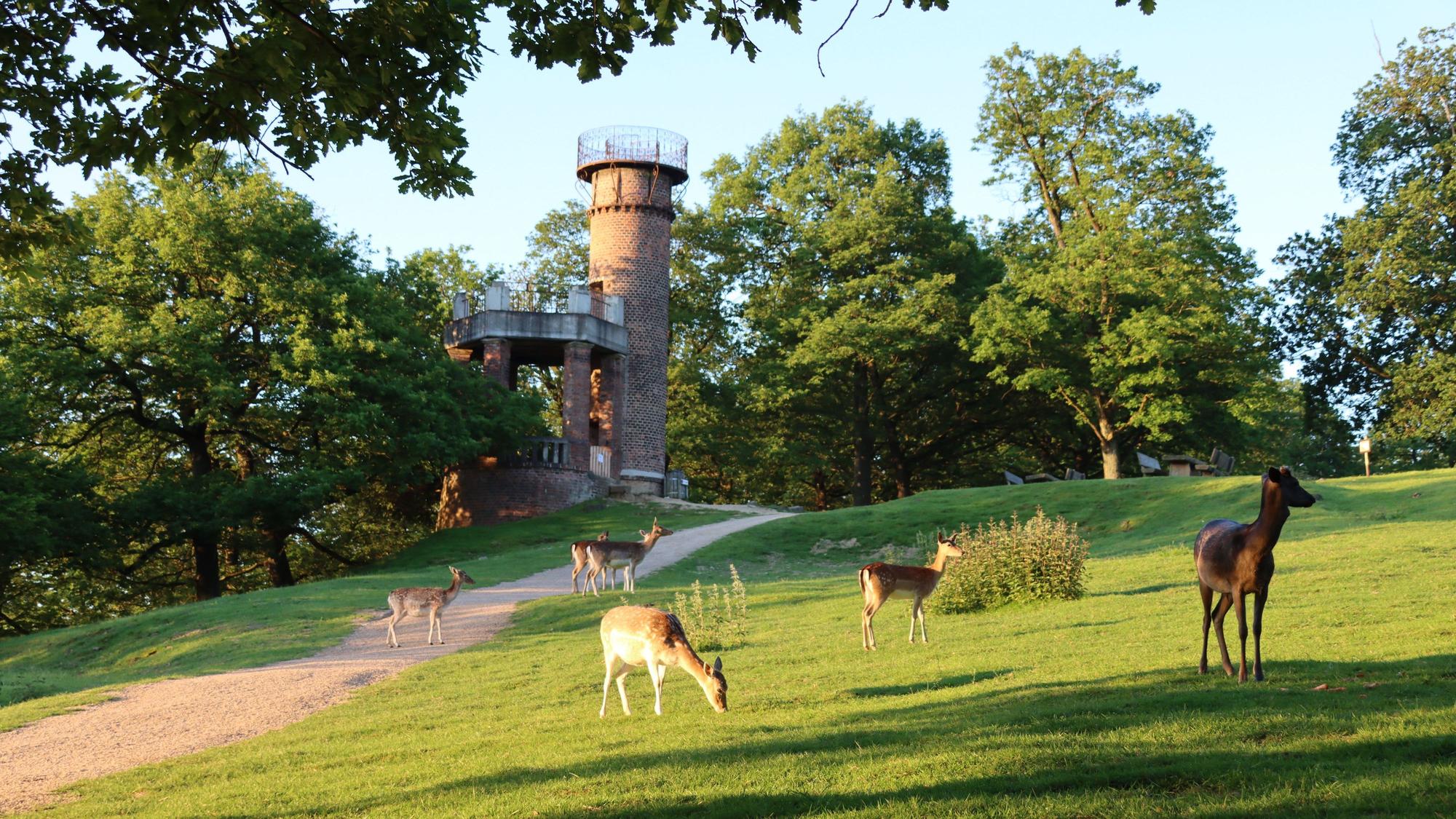 Rehe stehen auf einer Wiese.