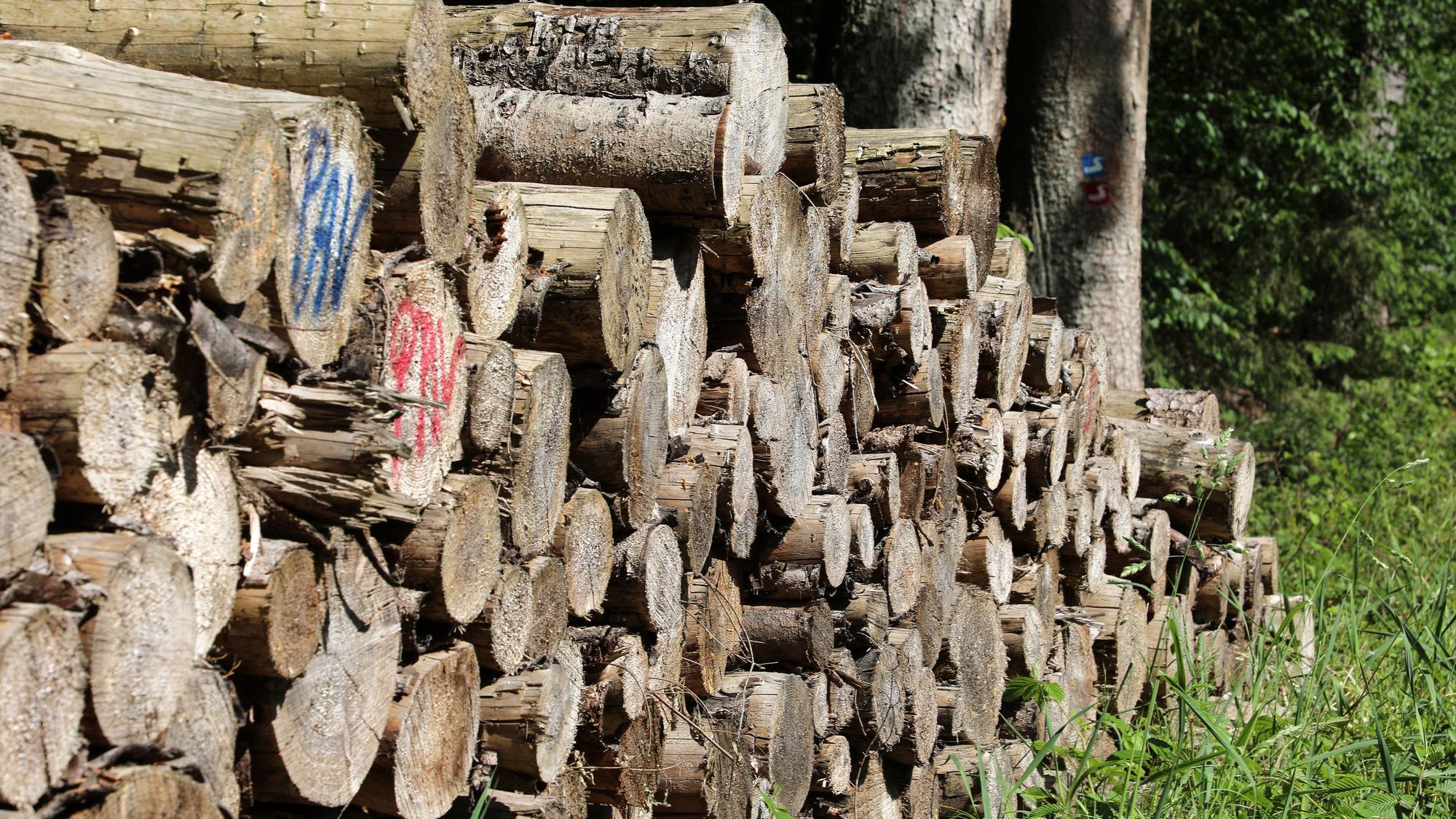 In einem Waldgebiet lagert ein Holzstapel.