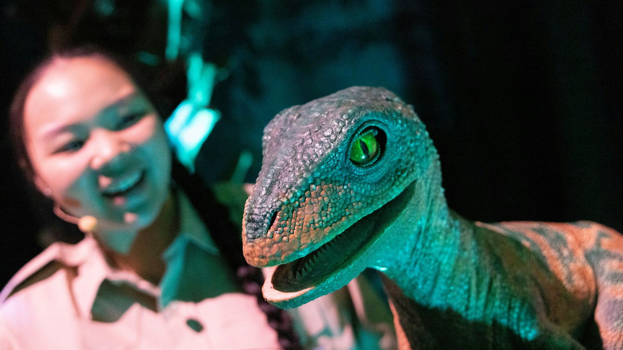 Die Nachbildung eines kleinen Velociraptor.