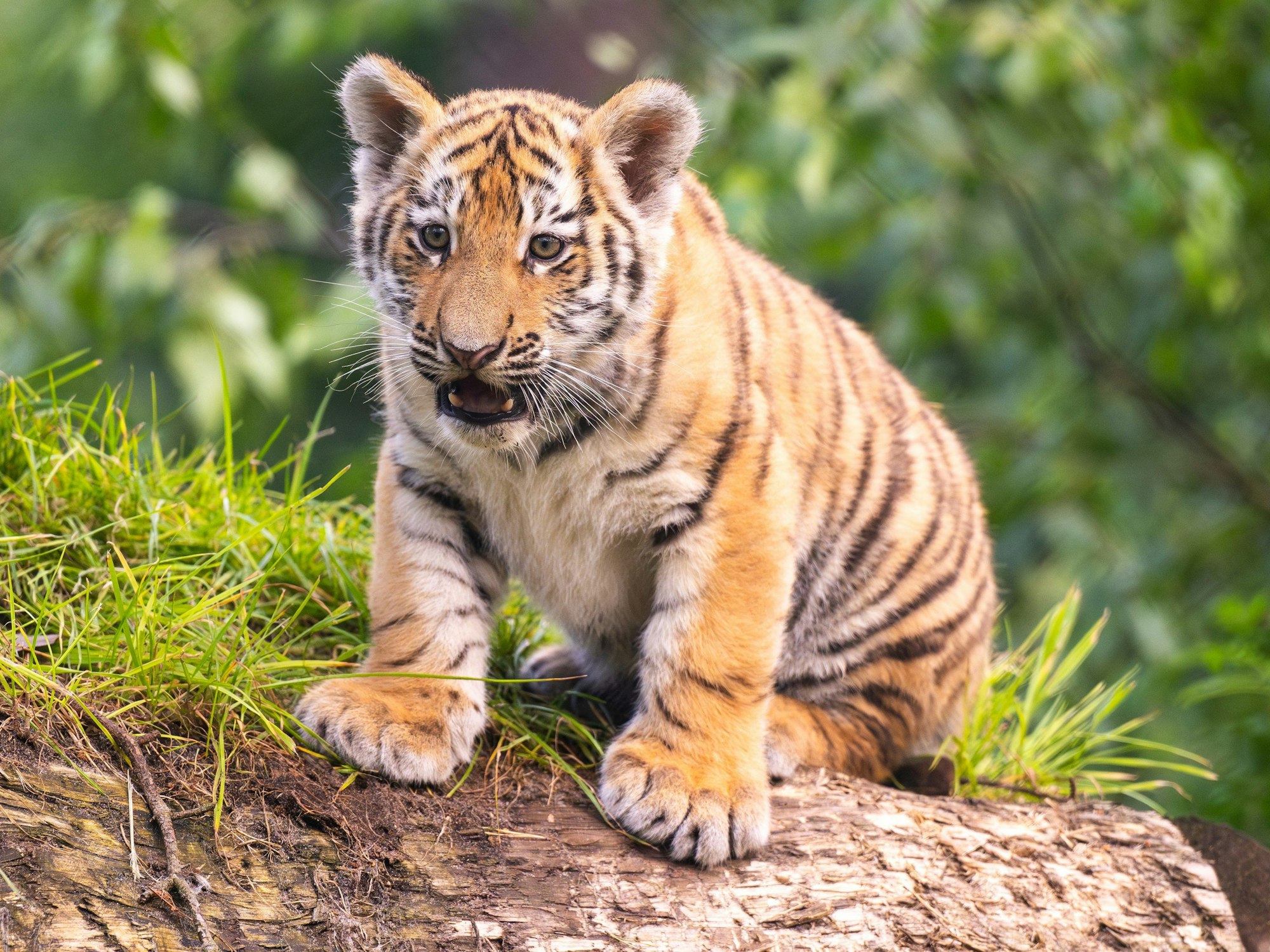 Einer der beiden knapp drei Monate alten Sibirischen Tiger faucht im Serengeti-Park.