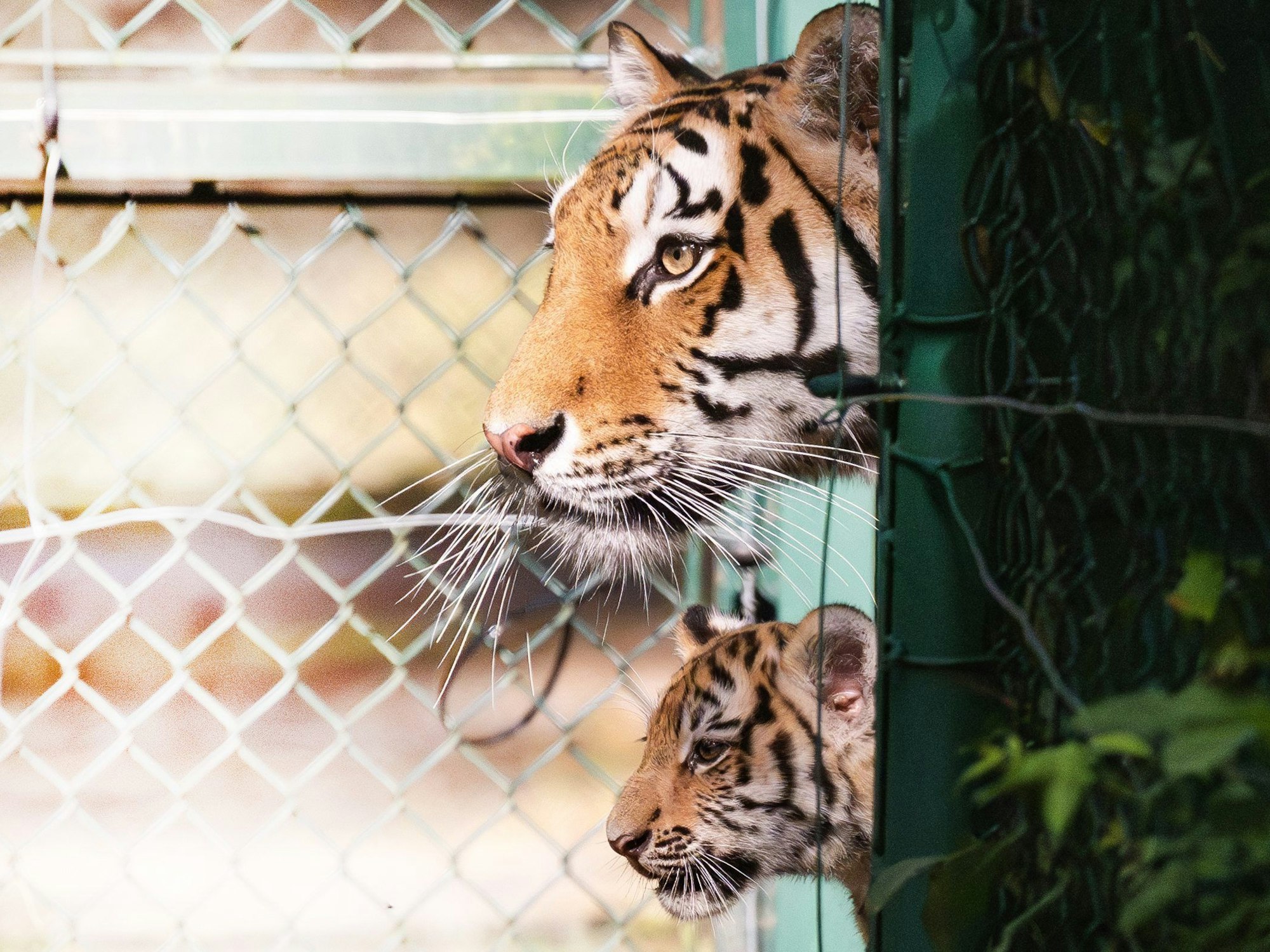 Die Sibirische Tigerdame Anastasia (6) schaut mit einen ihrer beiden knapp drei Monate alten Jungtieren im Serengeti-Park aus einer Tür.