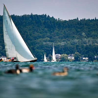 Ein Boot segelt vor Konstanz über den Bodensee, während im Vordergrund einige Enten schwimmen.