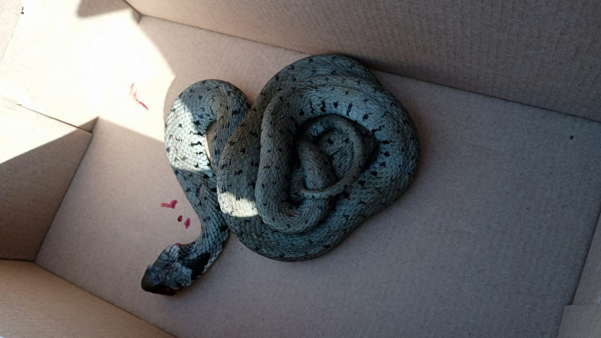 In einem Karton liegt eine tote Schlange, auf dem Boden sind kleine Blutflecken zu sehen.