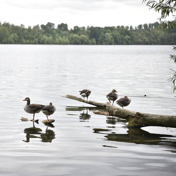 Fünf Enten sitzen auf aus dem Wasser ragenden Ästen am Ufer des Neffelsee in Zülpich-Füssenich.