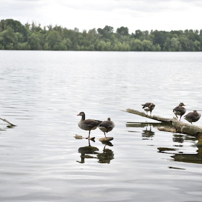 Fünf Enten sitzen auf aus dem Wasser ragenden Ästen am Ufer des Neffelsee in Zülpich-Füssenich.