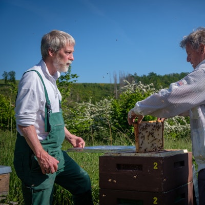 Die Imer Dirk Maiwald und Rainer Gartmann an einem Binenstock.