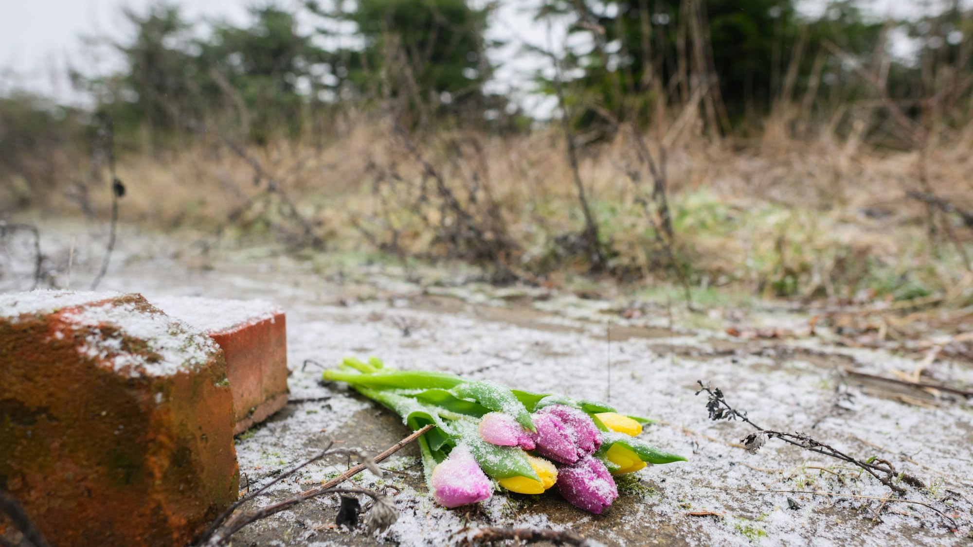 Blumen liegen an einer Tannenbaumschonung und einem Brachgelände in Wunstorf-Blumenau in der Region Hannover. Hier wurde die Leiche eines 14-jährigen Jungen gefunden. Der gleichaltrige Verdächtige muss sich nun vor Gericht verantworten.
