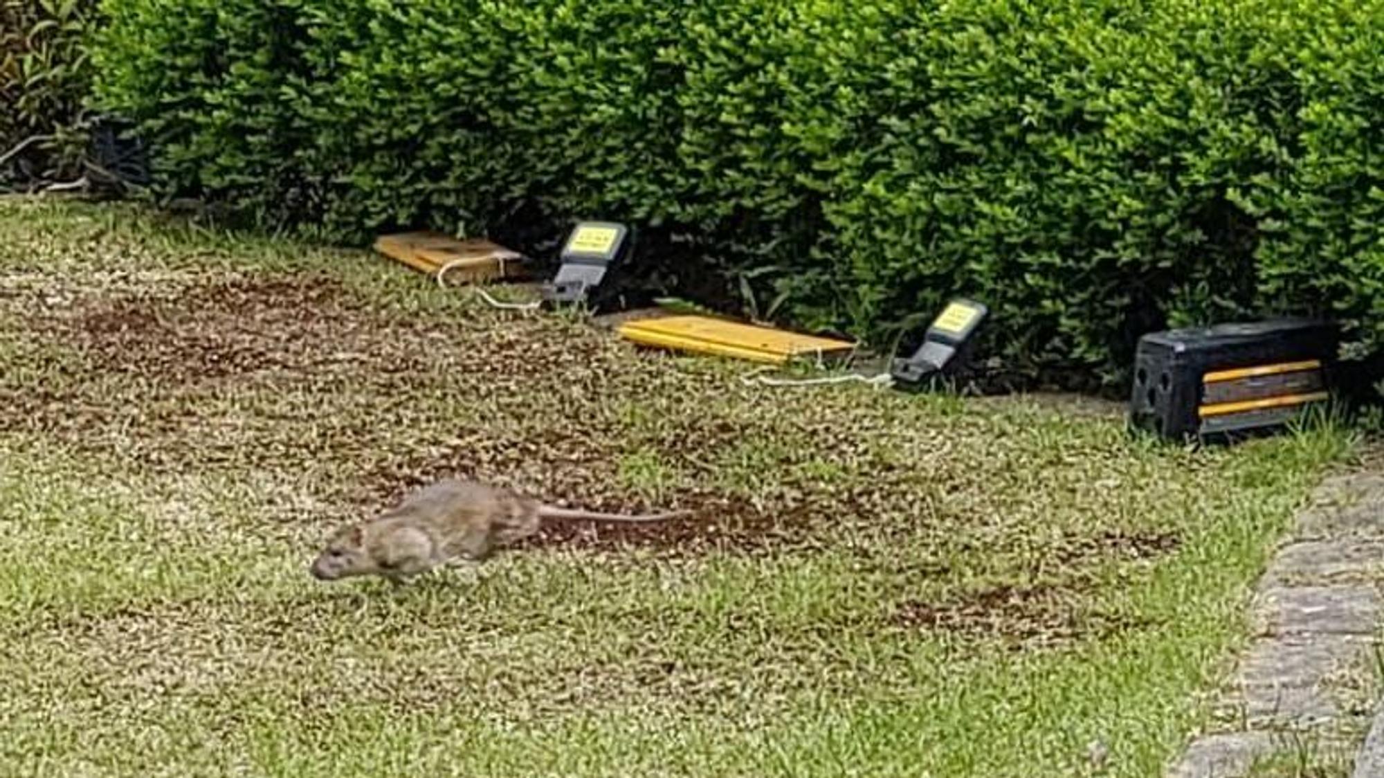 Auf dem Bild sind Köderboxen und eine Ratte zu sehen.