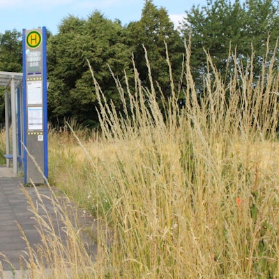 Das Bild zeigt eine Haltestelle am Straßenrand. Rechts ist eine Wiese mit hohen Gräsern, links eine Straße und eine Häuserzeile.