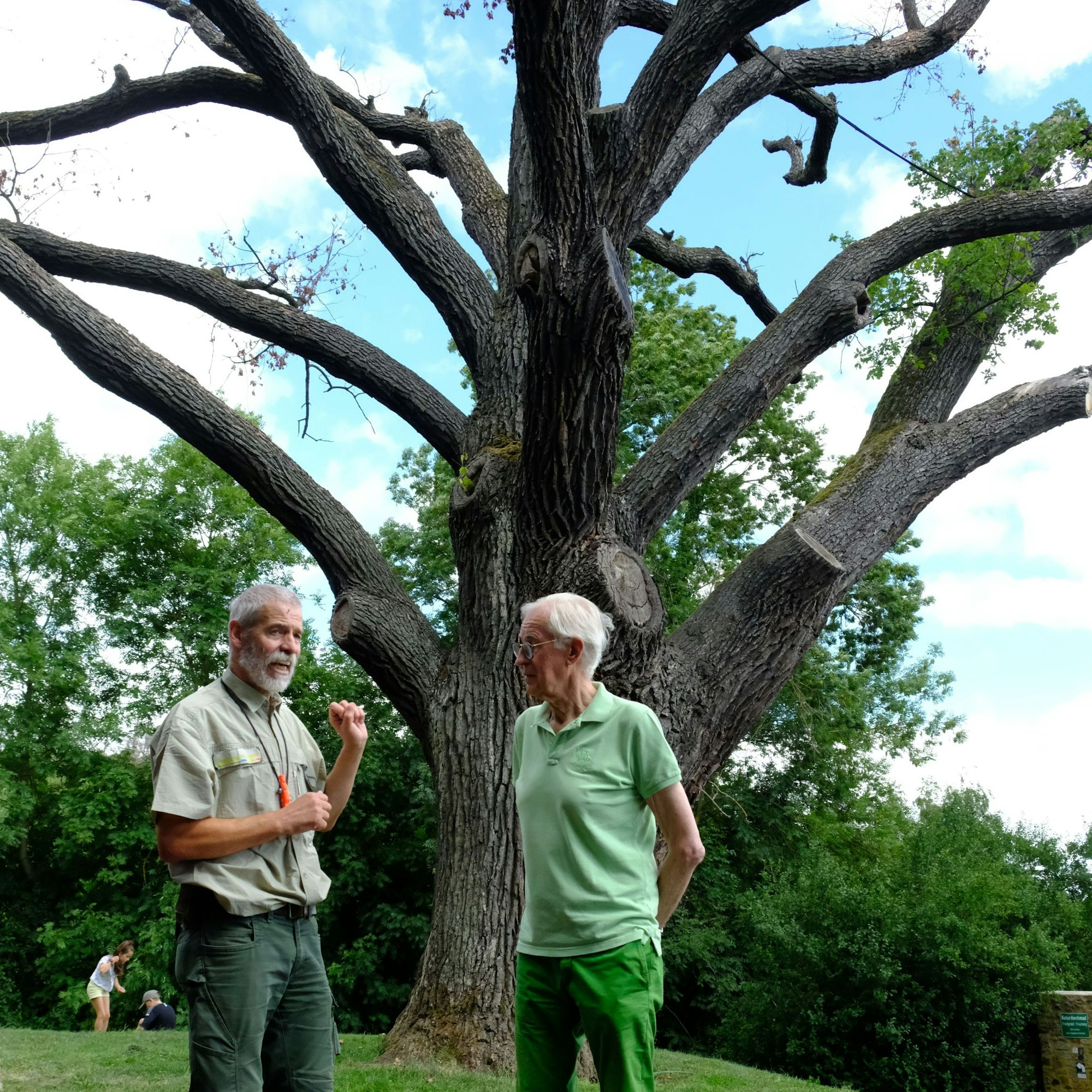 Zwei Männer stehen vor einer großen, absterbenden Eiche, die kaum noch Laub trägt.