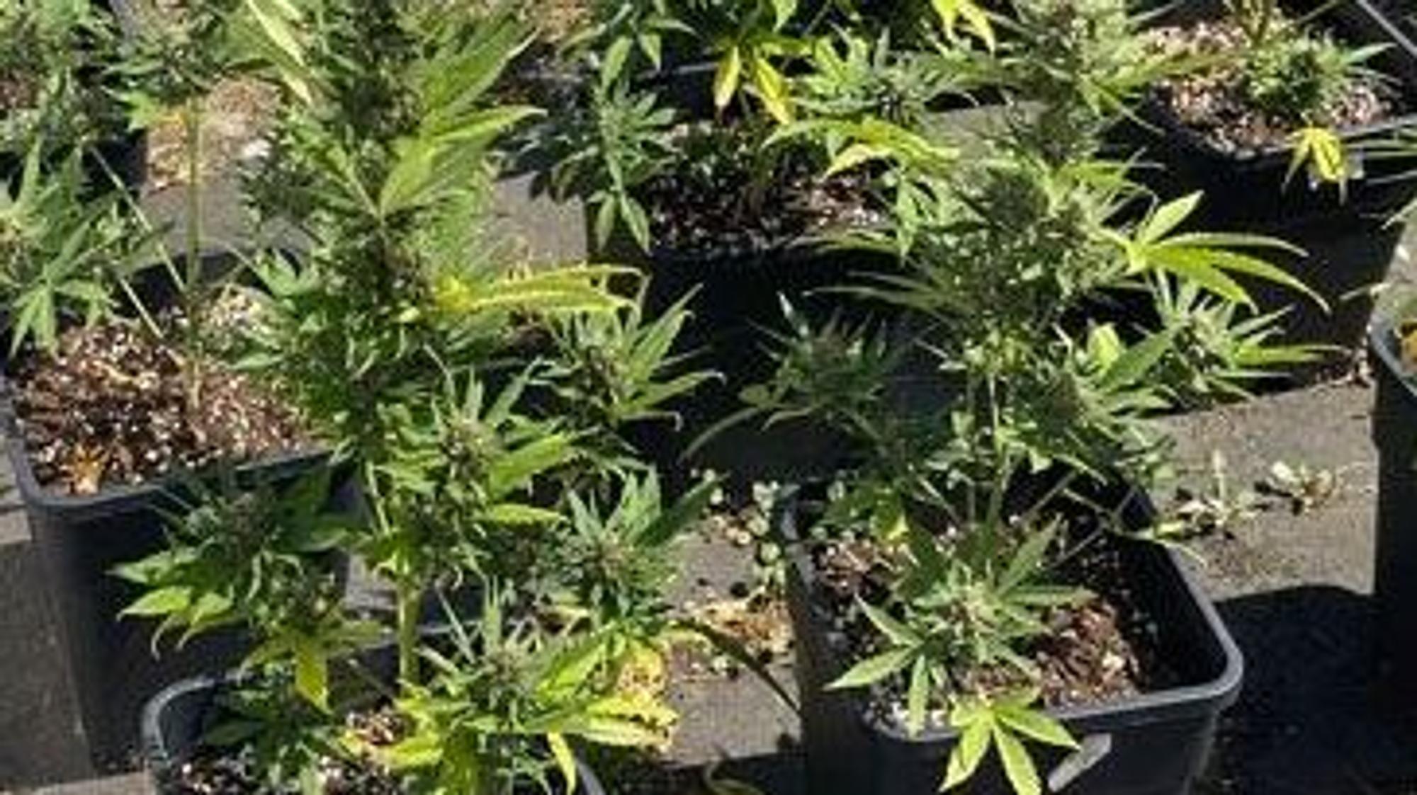 Cannabispflanzen wachsen in großen Töpfen.