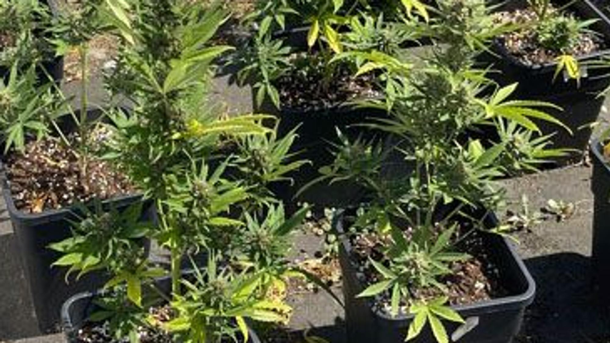 Cannabispflanzen wachsen in großen Töpfen.