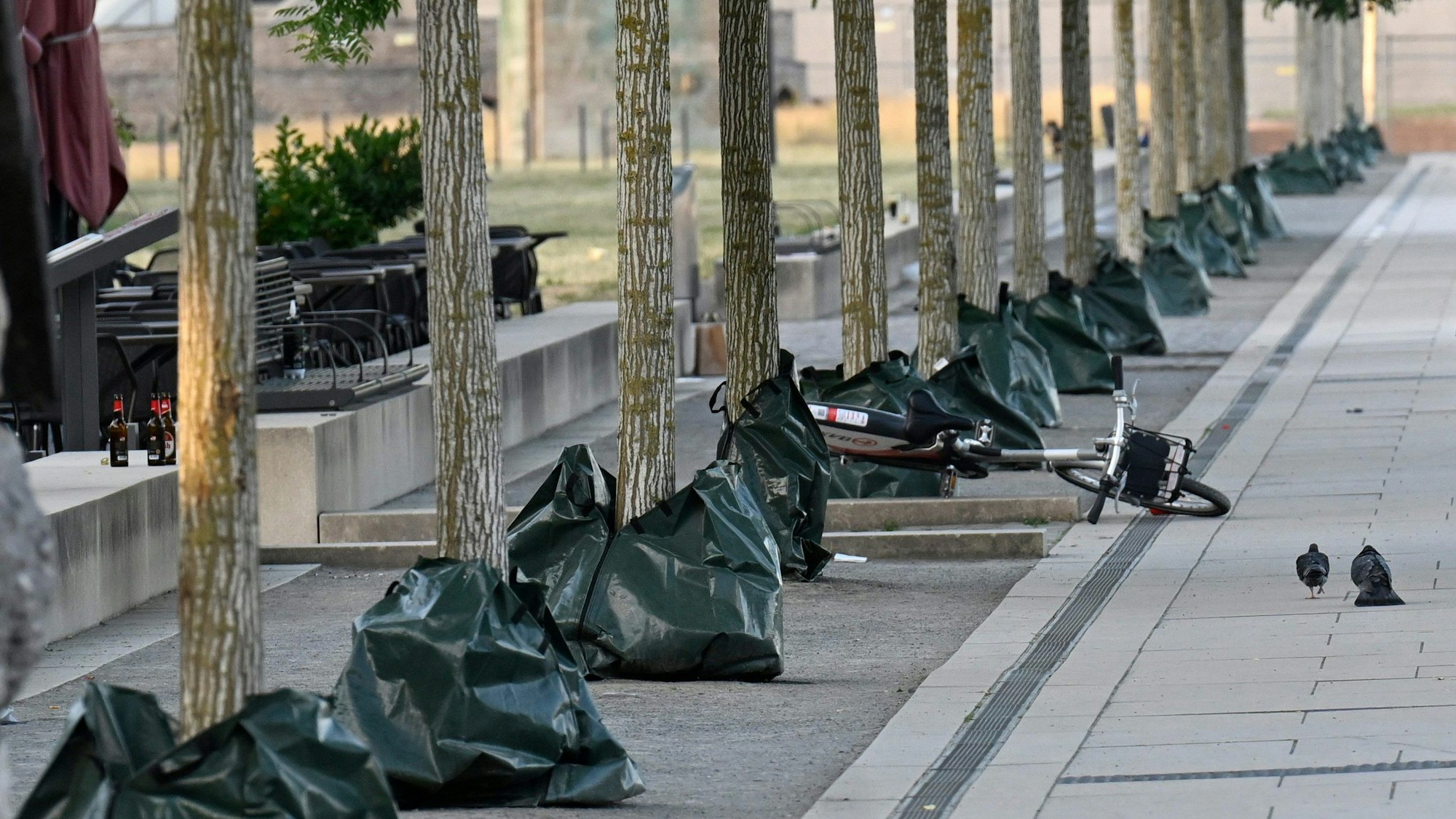 Mit Wassersäcken versucht die Stadt den Bäumen am Rheinboulevard bei den aktuell hohen Temperaturen zu helfen.