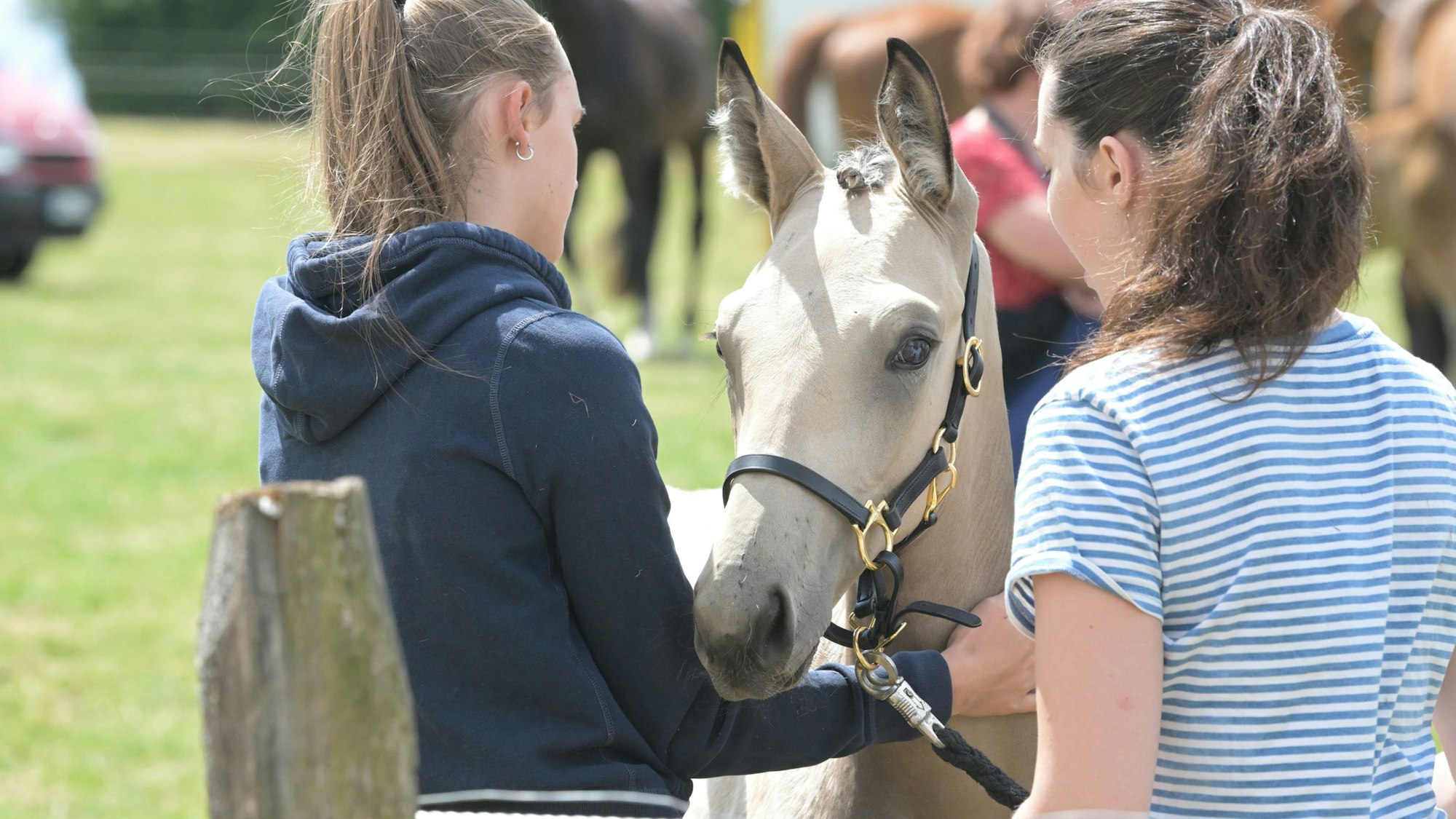 In Kürten fand eine Stuten- und Fohlenschau statt.