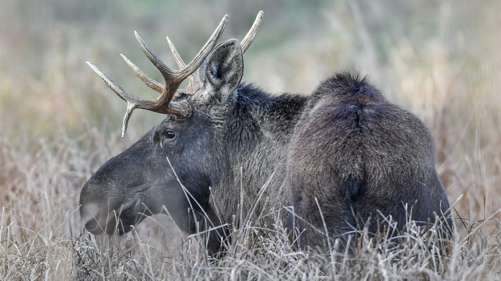 Ein Elch (Alces alces) steht im hohen Schilf und blickt umher. Das Tier hält sich in einem Gehege in einem Wildpark auf.