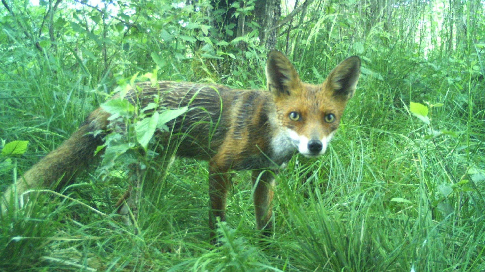 Ein Fuchs schaut in eine Wildtierkamera.