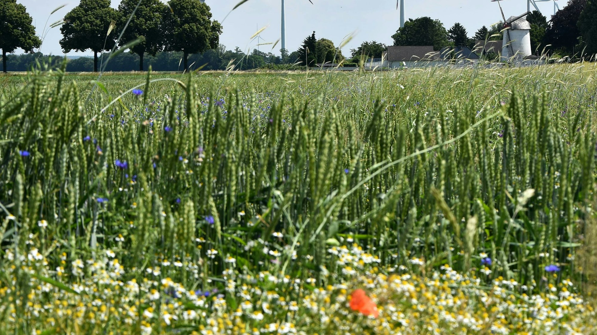 Bild 6: Weg zur Windmühle