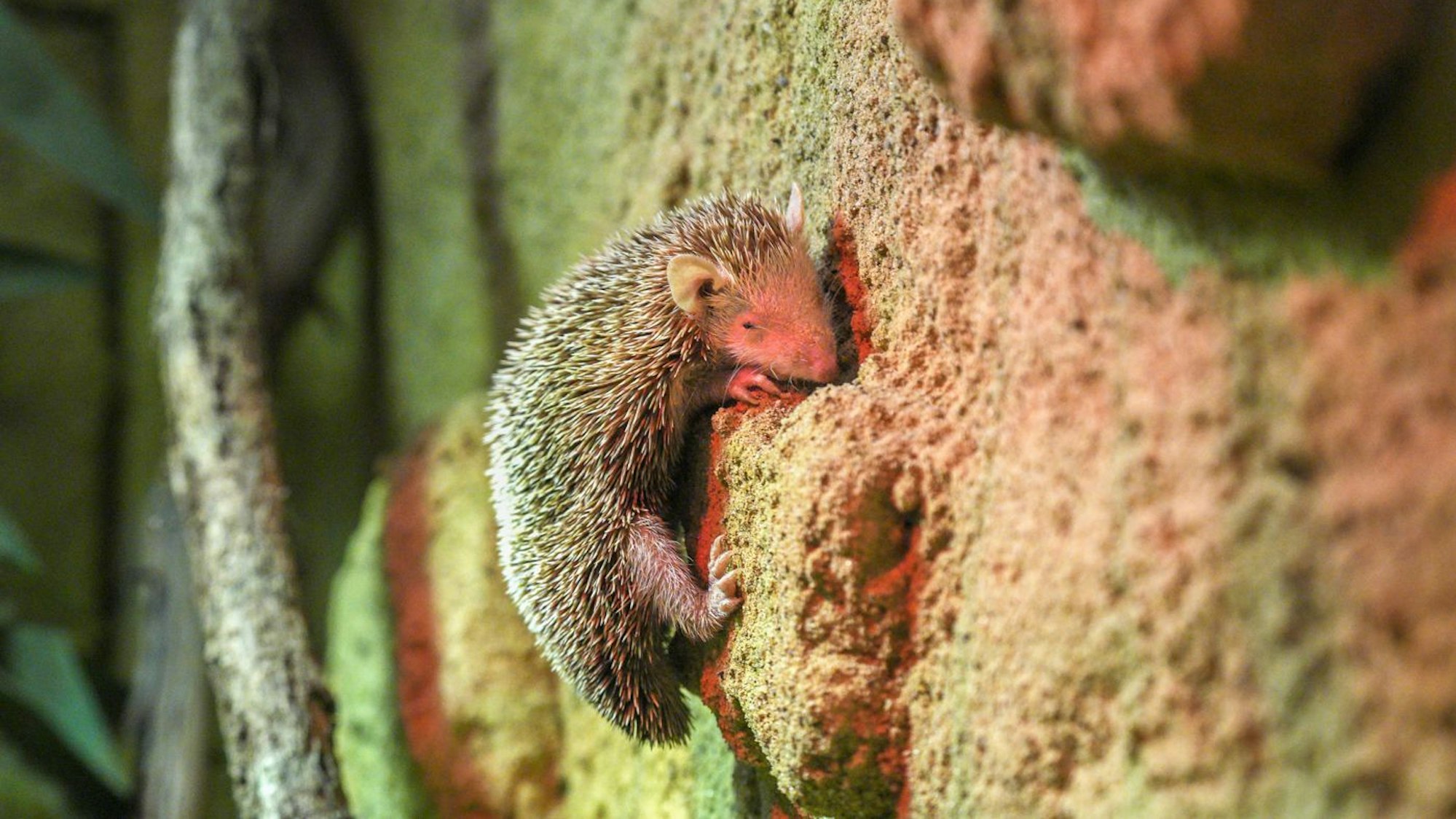 Tenrek in seinem Gehege