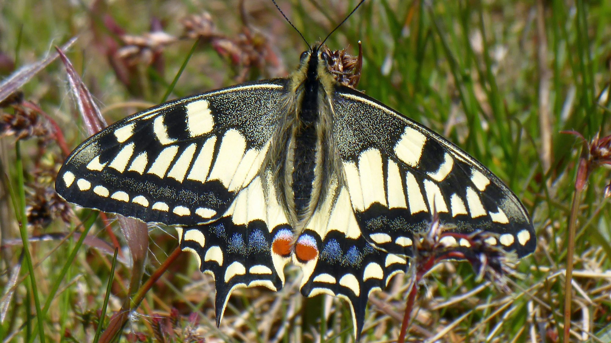 Ein Schwalbenschwanz in Großaufnahme.