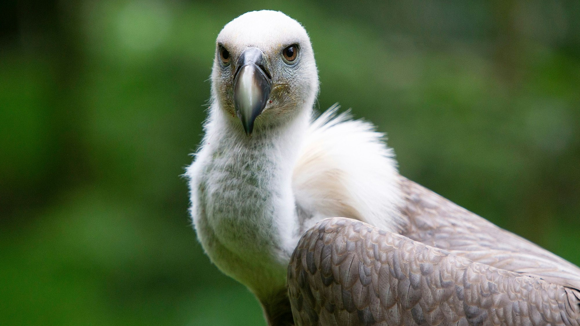 Das Bild zeigt Gänsegeier Lilo vor einem grünen Hintergrund. Der Vogel ist bei den Karl-May-Festspielen in Elspe zu sehen.