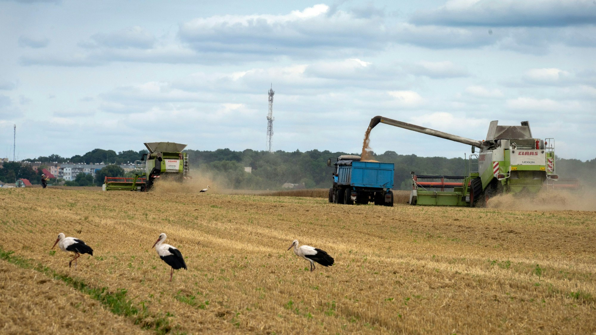 Störche laufen vor Erntemaschinen auf einem Weizenfeld. Russland hat das Abkommen zur Verschiffung von ukrainischem Getreide über das Schwarze Meer gestoppt.