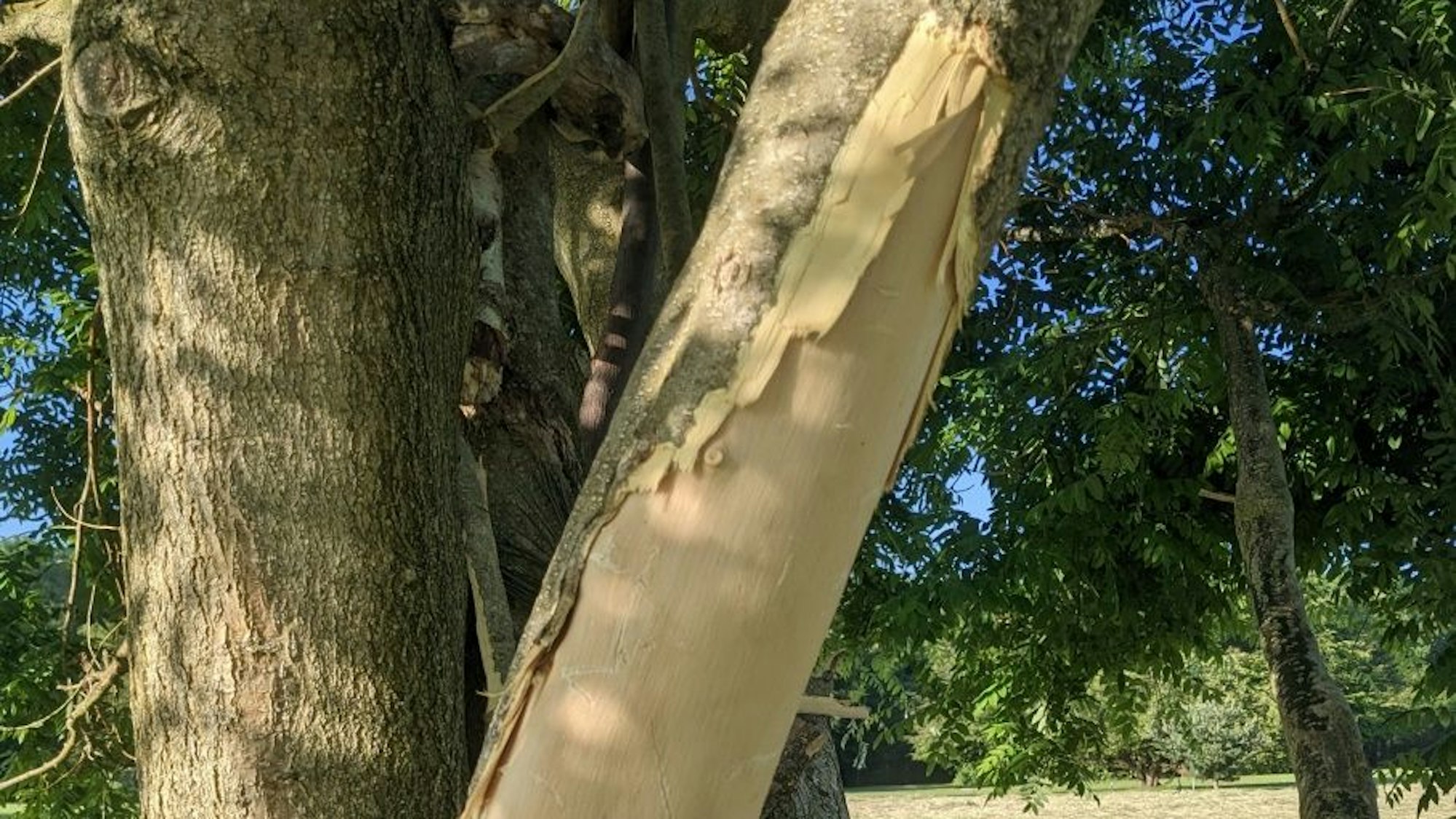 Baumfrevel im Kölner Friedenspark