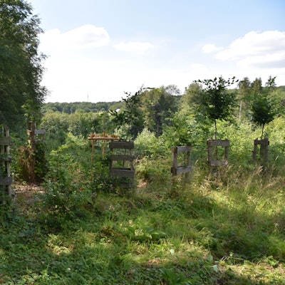 Das Foto zeigt eine Erklärtafel zum Thema Wiederbewaldung neben neu angepflanzten Bäumen.