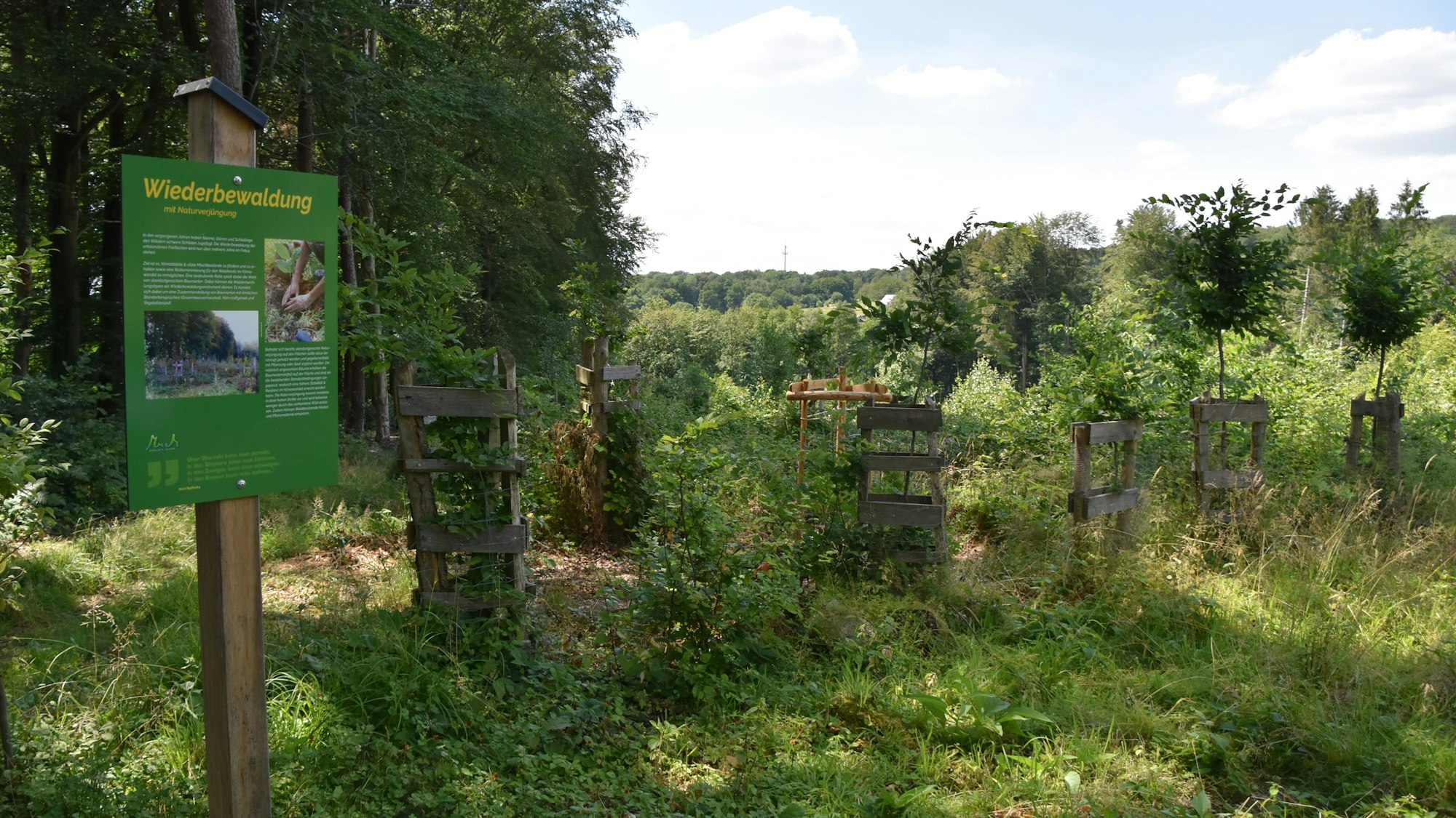 Das Foto zeigt eine Erklärtafel zum Thema Wiederbewaldung neben neu angepflanzten Bäumen.