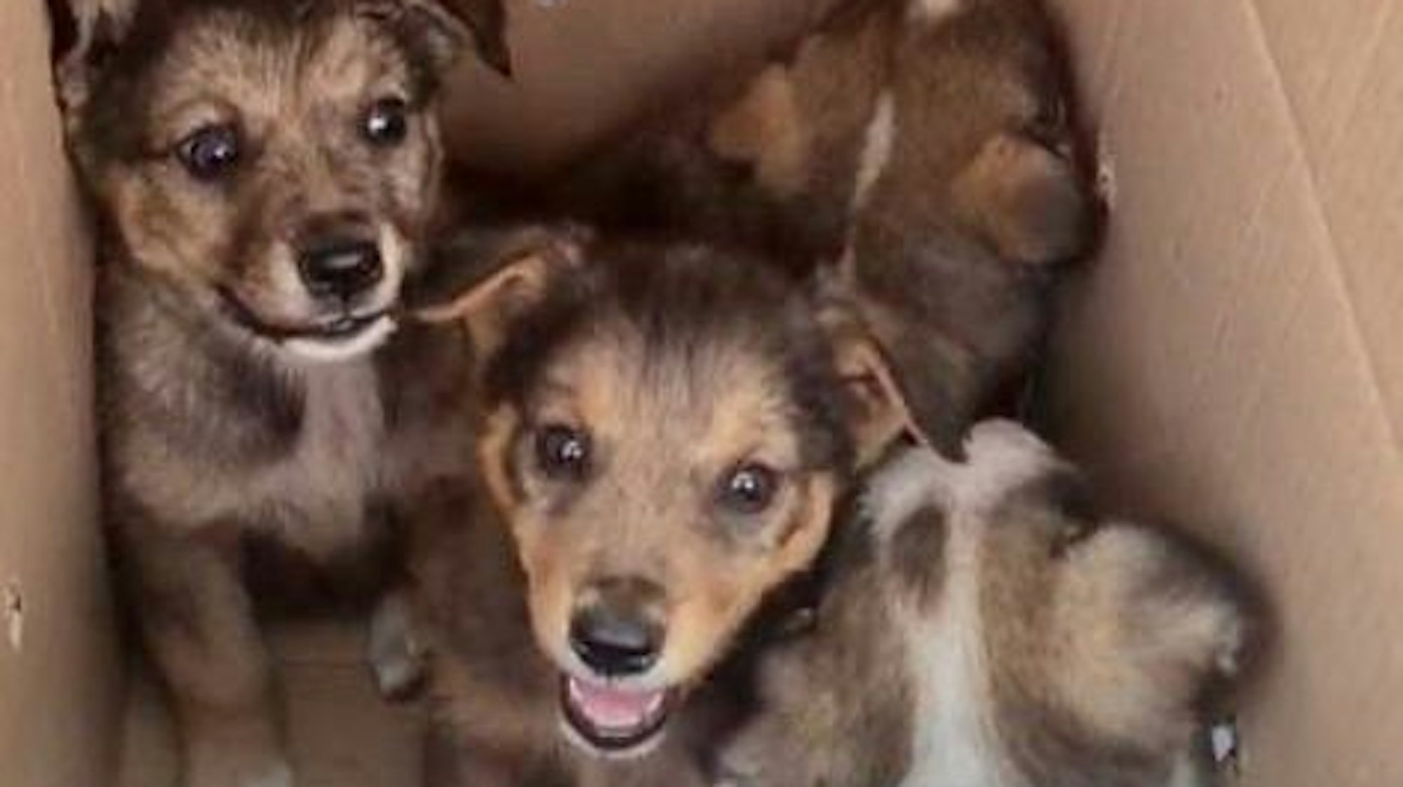 Verängstigte Welpen sitzen in einem Karton.