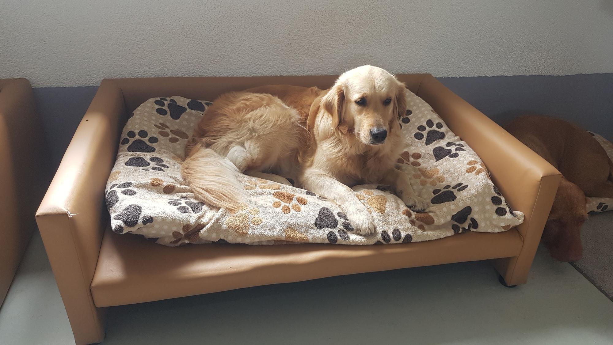 Ein Hund liegt in seinem Körbchen.