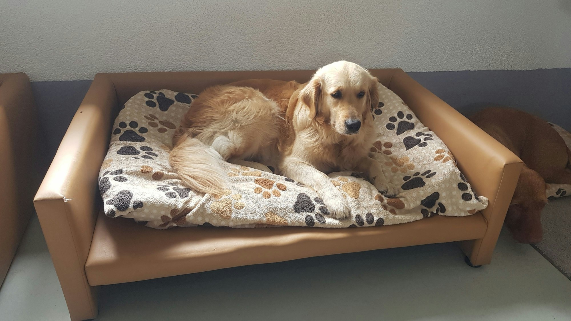 Ein Hund liegt in seinem Körbchen.