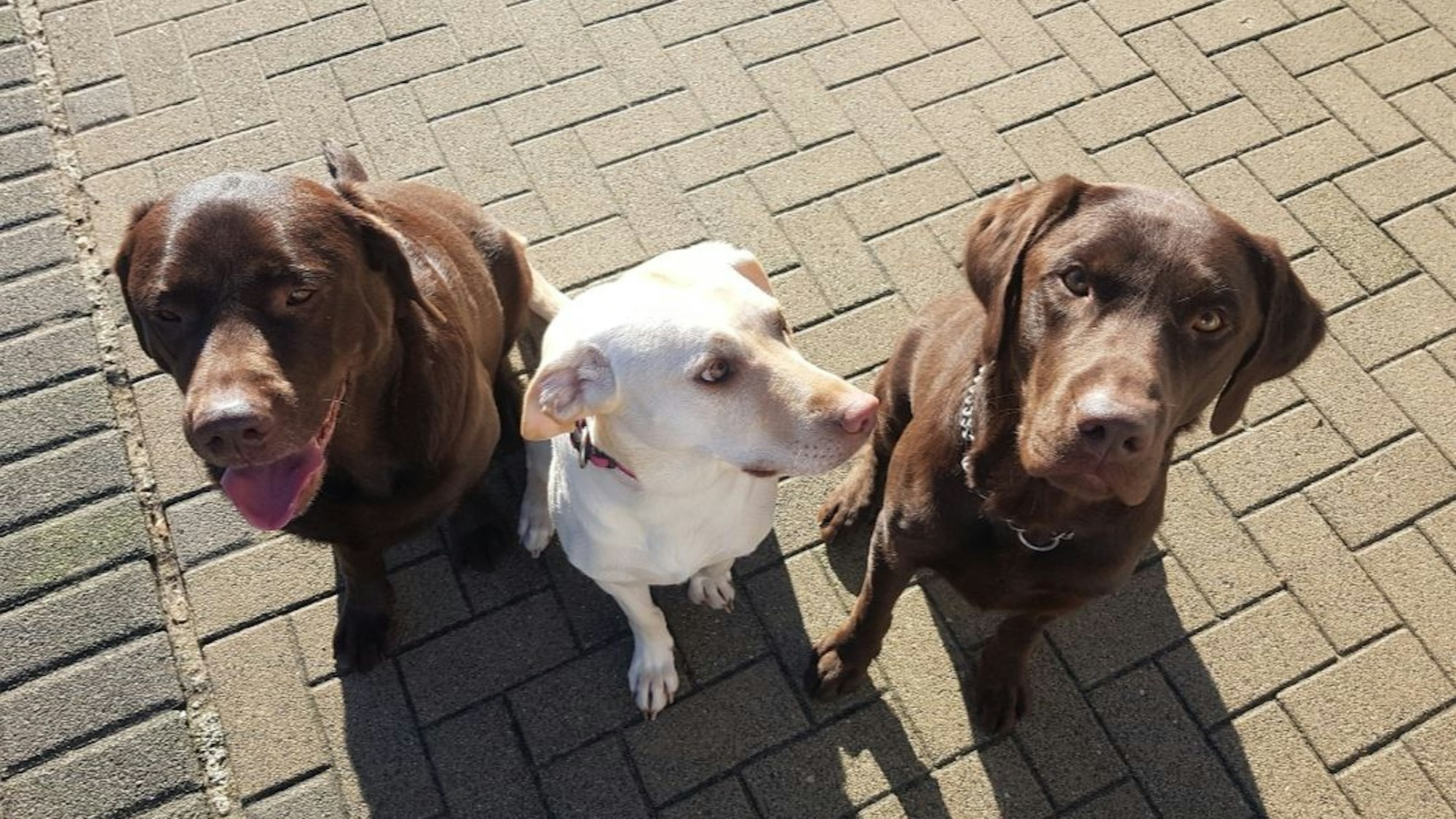 Drei Hunde sitzen nebeneinander.