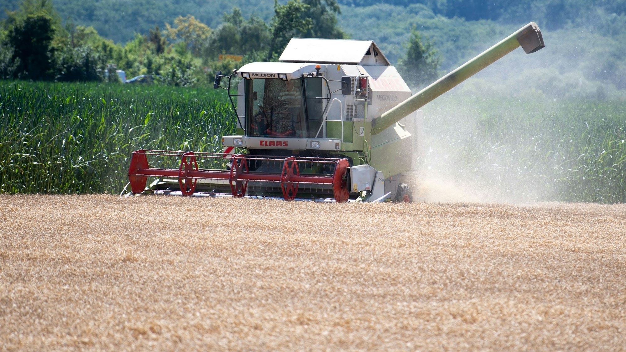 Ein Mähdrescher bei der Getreideernte. Im Hintergrund ist ein Maisfeld zu sehen.