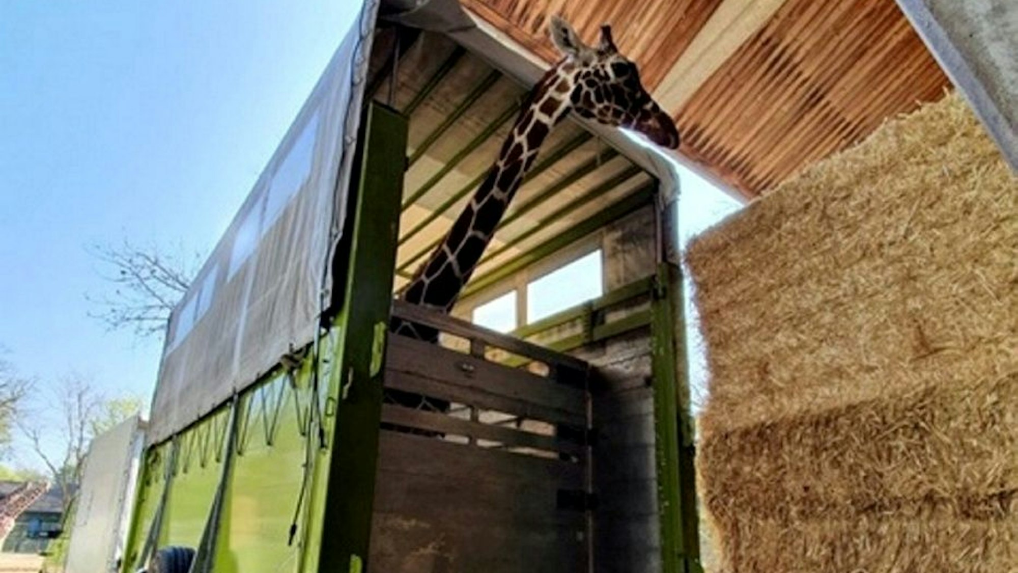 Platz nach oben? Von wegen. Giraffentransporte sind eine besondere Herausforderung. Eine Giraffe schaut aus einem großen Anhänger heraus. Es scheint so, als passe sie gerade so hinein.