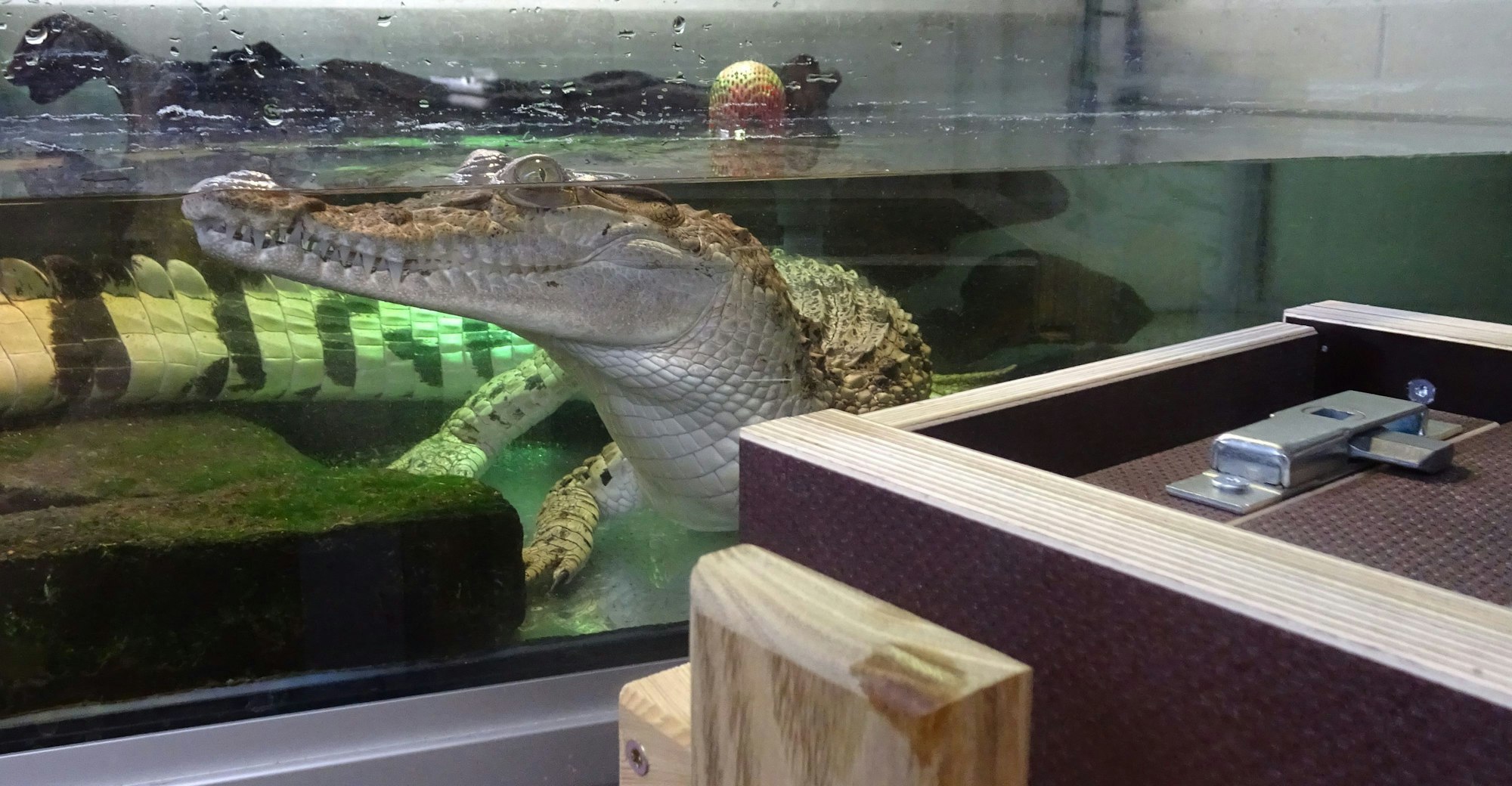 Auge in Auge mit der Transportkiste: Ein Philippinenkrokodil. Die Echsen gehen auf ein mit einem langen Zeigestock erteiltes Kommando hin in die schmale Kiste, die zum Training in ihrem Areal aufgestellt wird. Dort bekommen sie immer etwas  zu fressen. Ein Krokodil im Wasser beäugt eine Kiste außerhalb des Beckens.