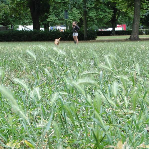 Eine Frau spielt mit ihrem Hund im Grünen.