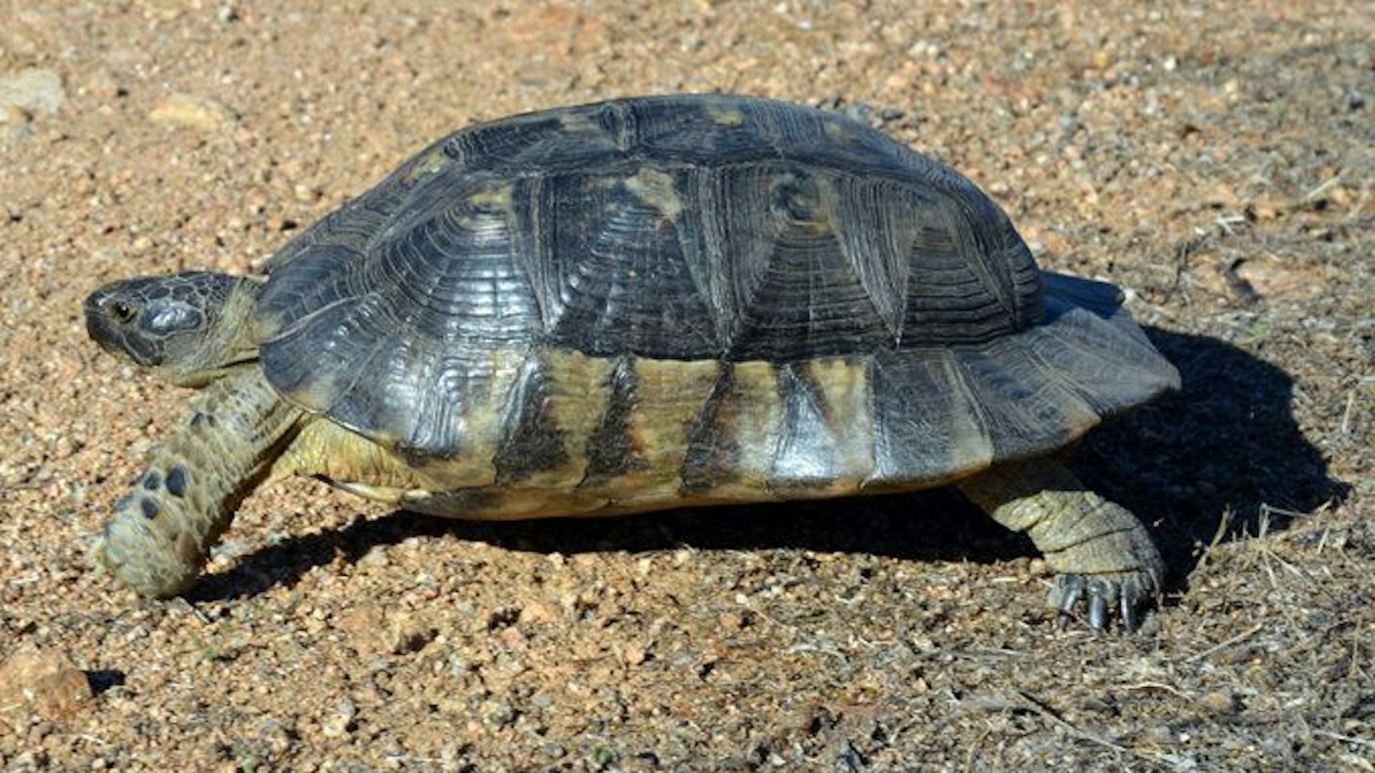 Kostenlos gemeldet werden müssen ab jetzt zahlreiche Haustierarten, die neu unter Schutz gestellt wurden.