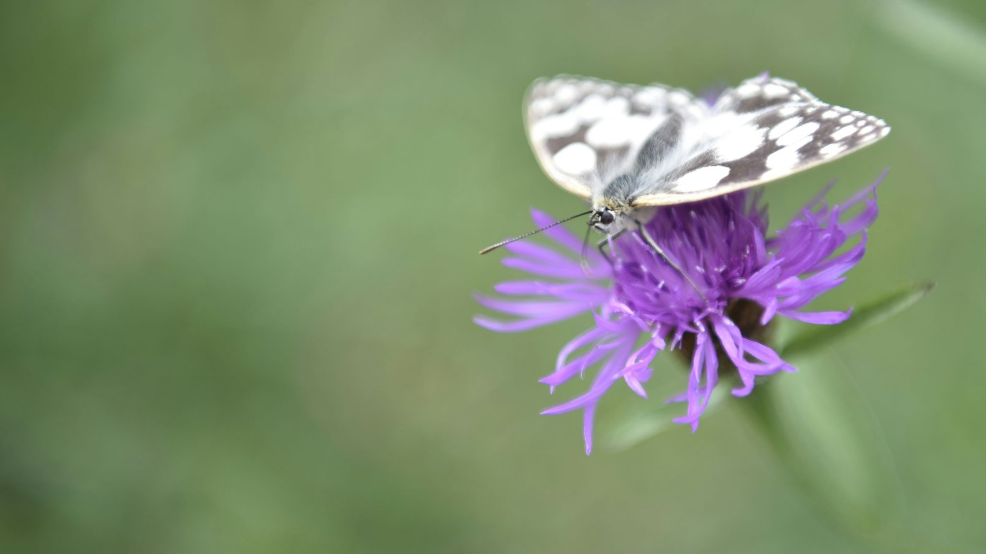Ein Schachbrettfalter sitzt auf einer Blüte.