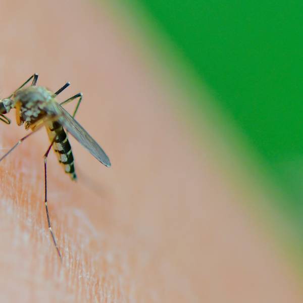 Eine Mücke der Art Aedes vexans saugt Blut aus dem Arm einer Frau.