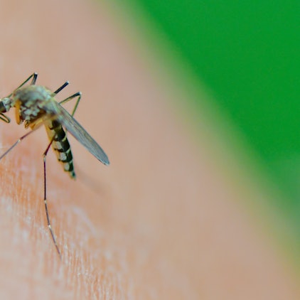 Eine Mücke der Art Aedes vexans saugt Blut aus dem Arm einer Frau.