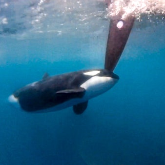 HANDOUT - 22.06.2023, ---, --: Ein Orca bumpert gegen das Boot von Team Jajo beim Ocean Race vor Gibraltar. Im Ocean Race haben Orcas zwei Rennyachten angegriffen. Die Begegnung zwischen den Schwertwalen und zwei VO65-Booten fand am Donnerstag westlich von Gibraltar im Atlantik statt. Betroffen waren die Teams Jajo aus Holland und Mirpuri Trifork Racing aus Portugal. Foto: Brend Schuil / Team Jajo/The Ocean Race/dpa - ACHTUNG: Nur zur redaktionellen Verwendung im Zusammenhang mit der aktuellen Berichterstattung und nur mit vollständiger Nennung des vorstehenden Credits +++ dpa-Bildfunk +++