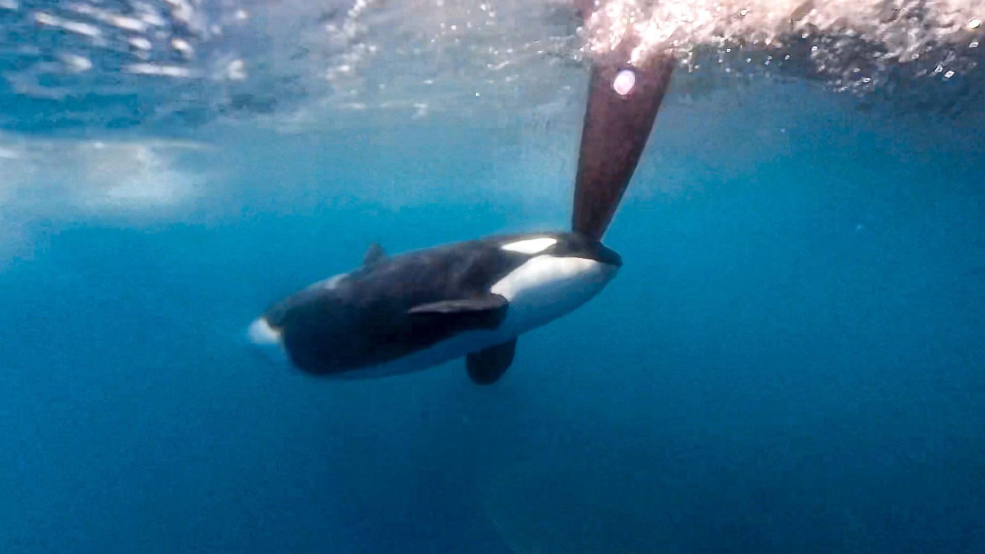 Ein Orca bumpert gegen das Boot von Team Jajo beim Ocean Race vor Gibraltar. I