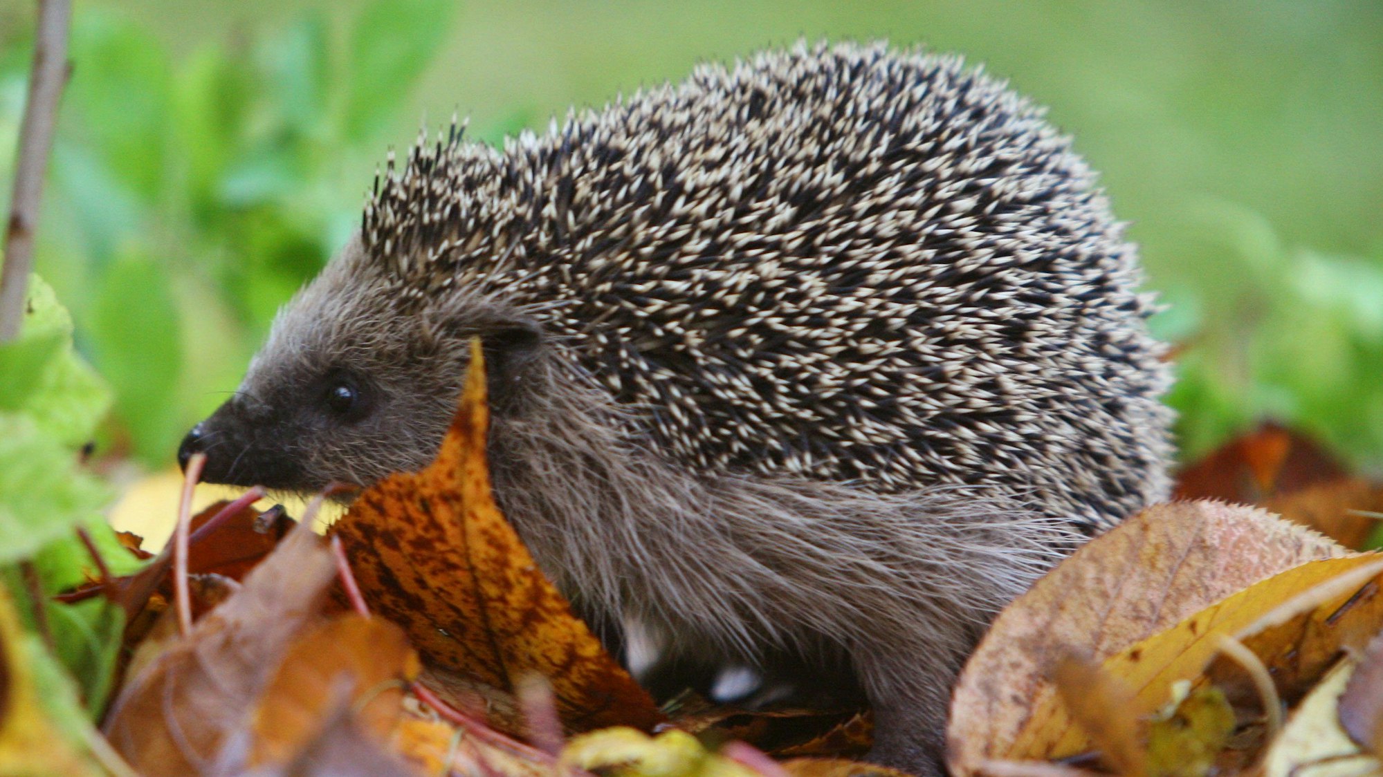 Das Foto zeigt einen Igel im Laub.