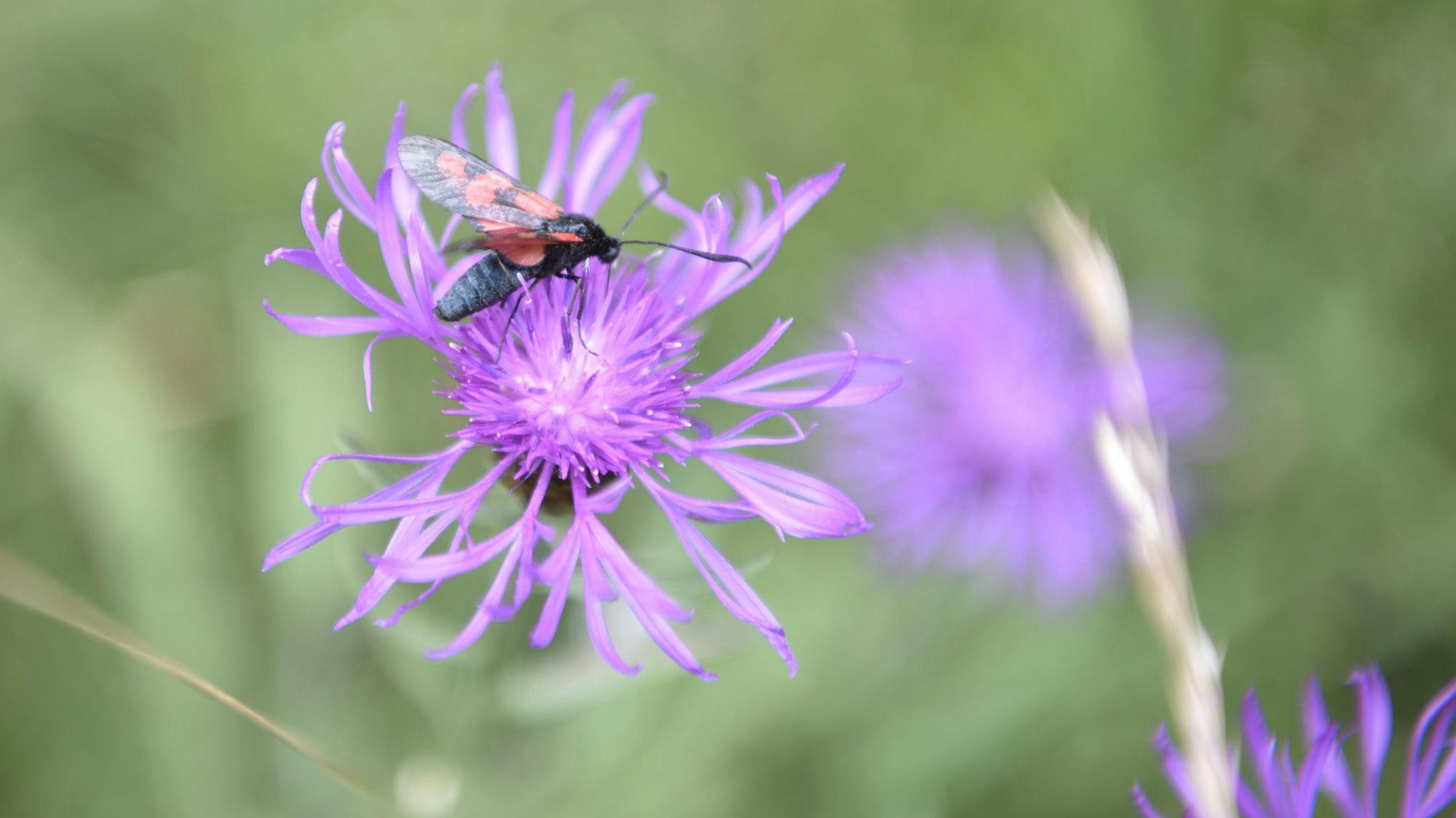 Ein Widderchen sitzt auf einer Wiesen-Flockenblume. Dieser Schmetterling gehört zu den Nachtfaltern.