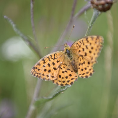 Ein Brombeer-Perlmuttfalter sitzt auf einer verblühten Wiesen-Flockenblume.