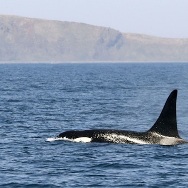 Ein Orca schwimmt im Meer. (Symbolbild)