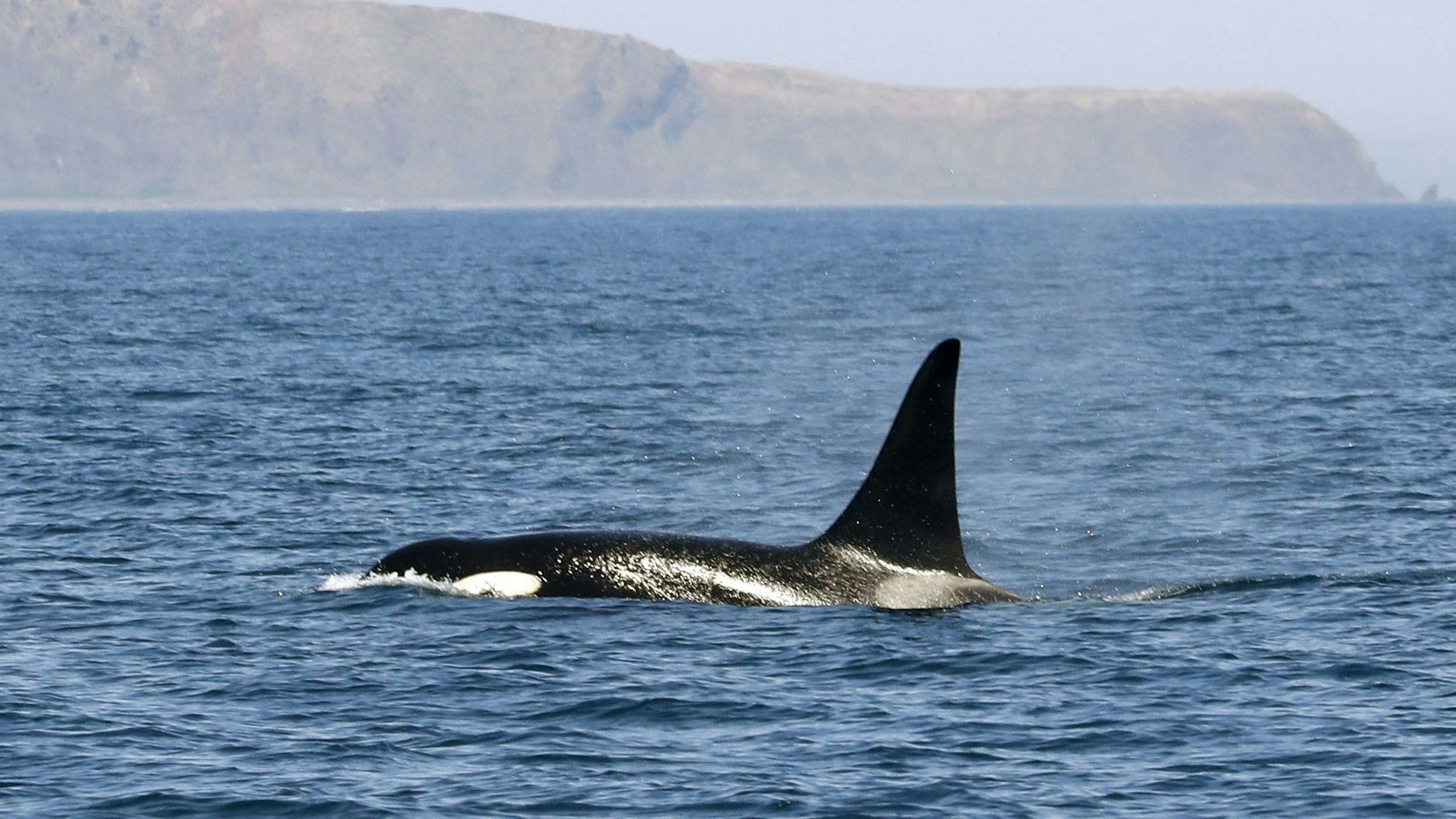 Ein Orca schwimmt im Meer. (Symbolbild)