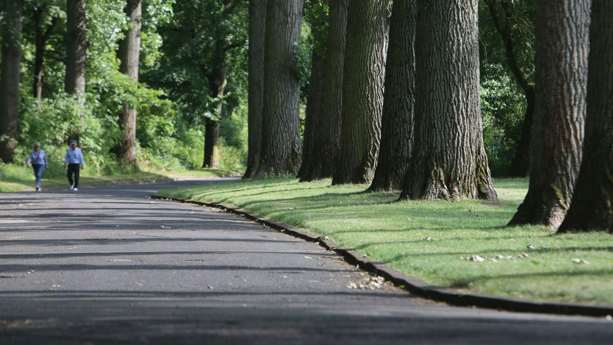 Mächtige Baumstämme stehen neben einem asphaltierten Weg, im Hintergrund gehen zwei Spaziergänger.
